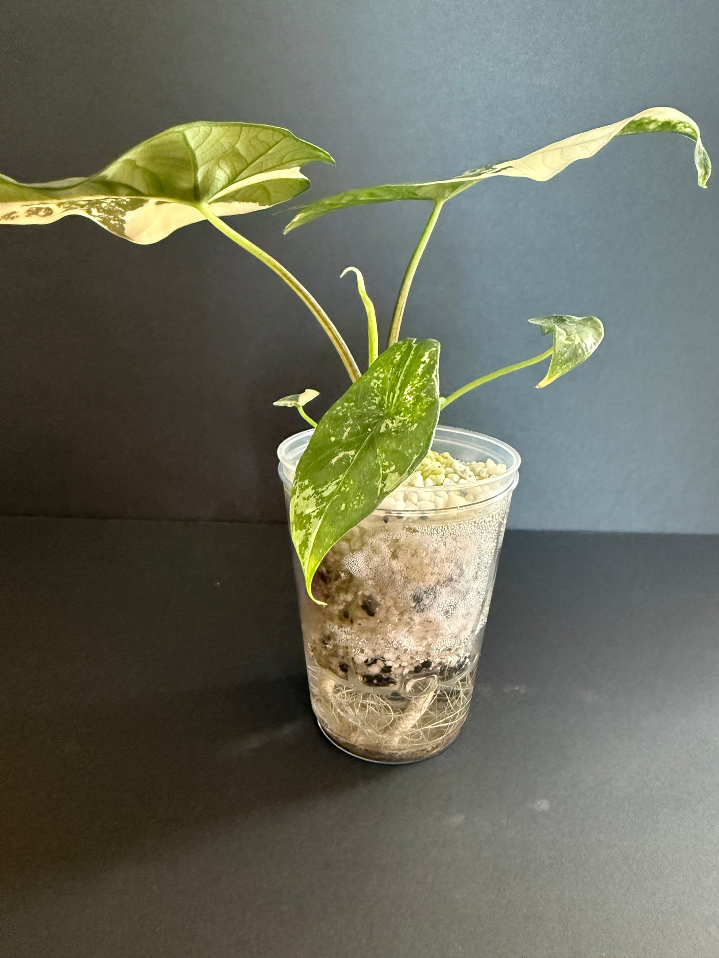 Alocasia Simpo Albo