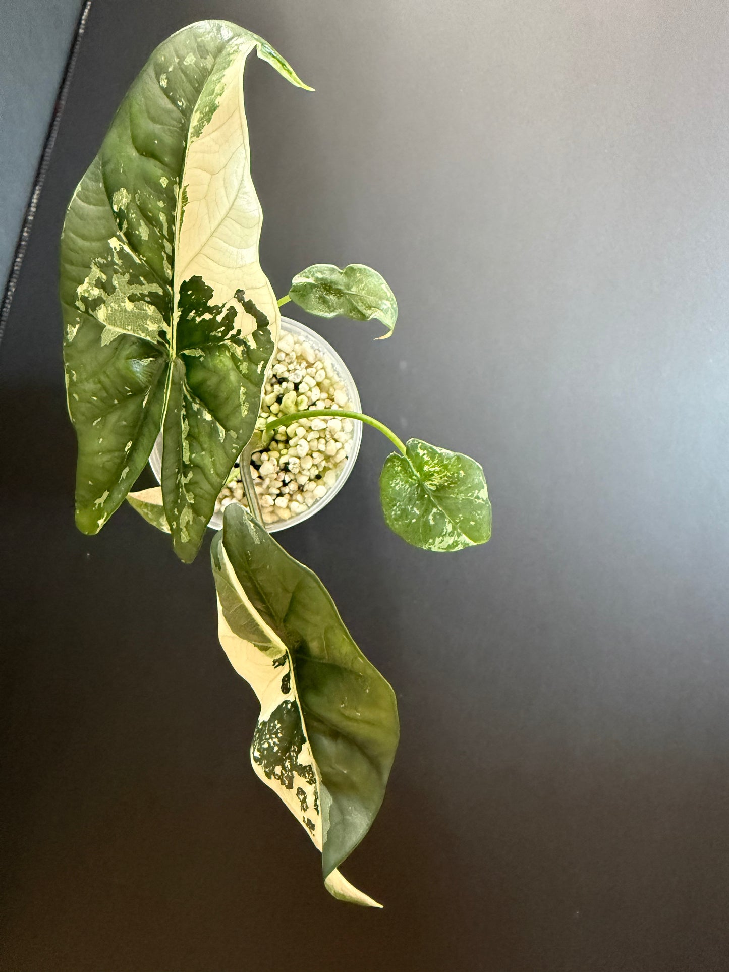 Alocasia Simpo Albo