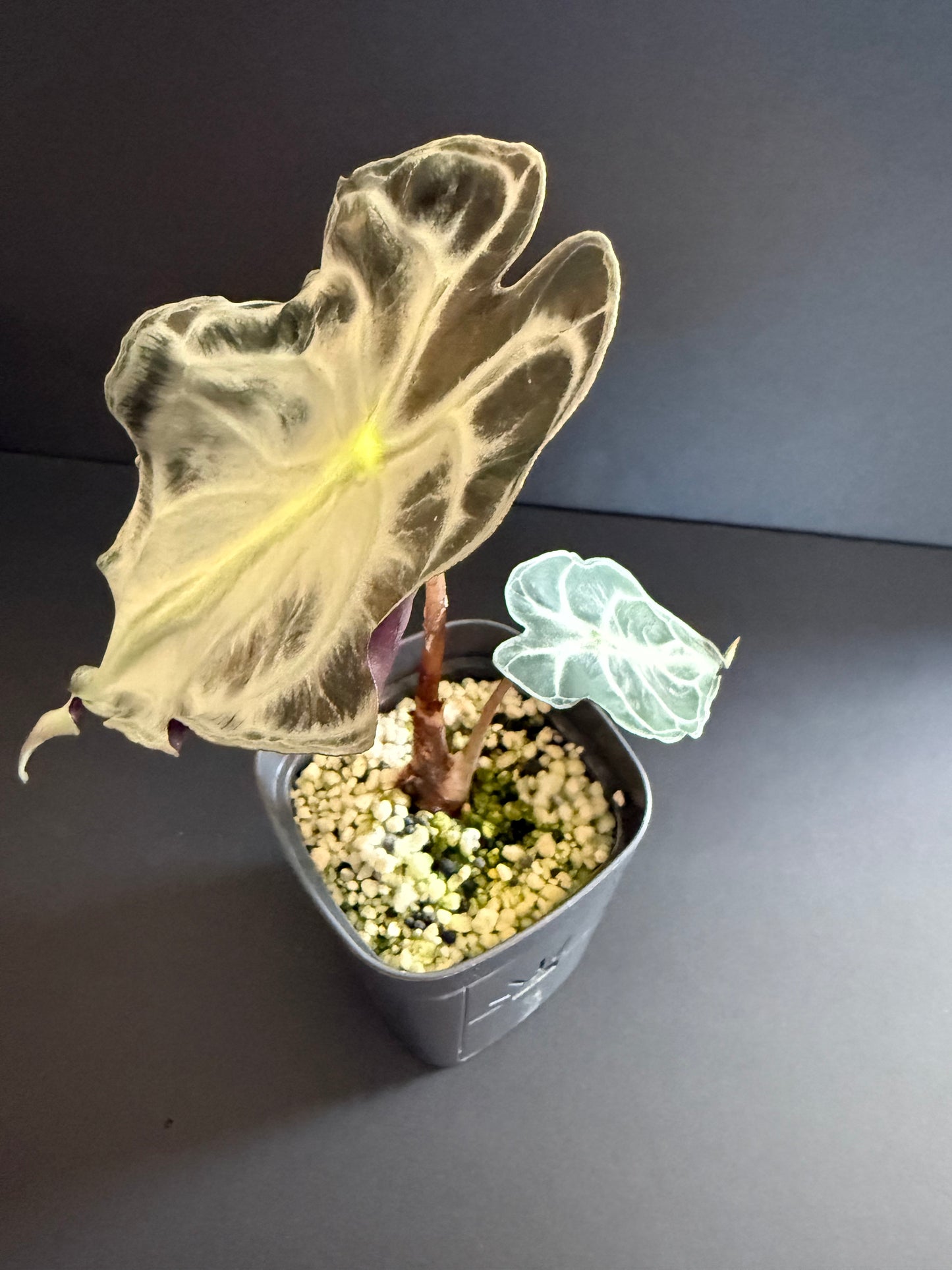Alocasia Venom