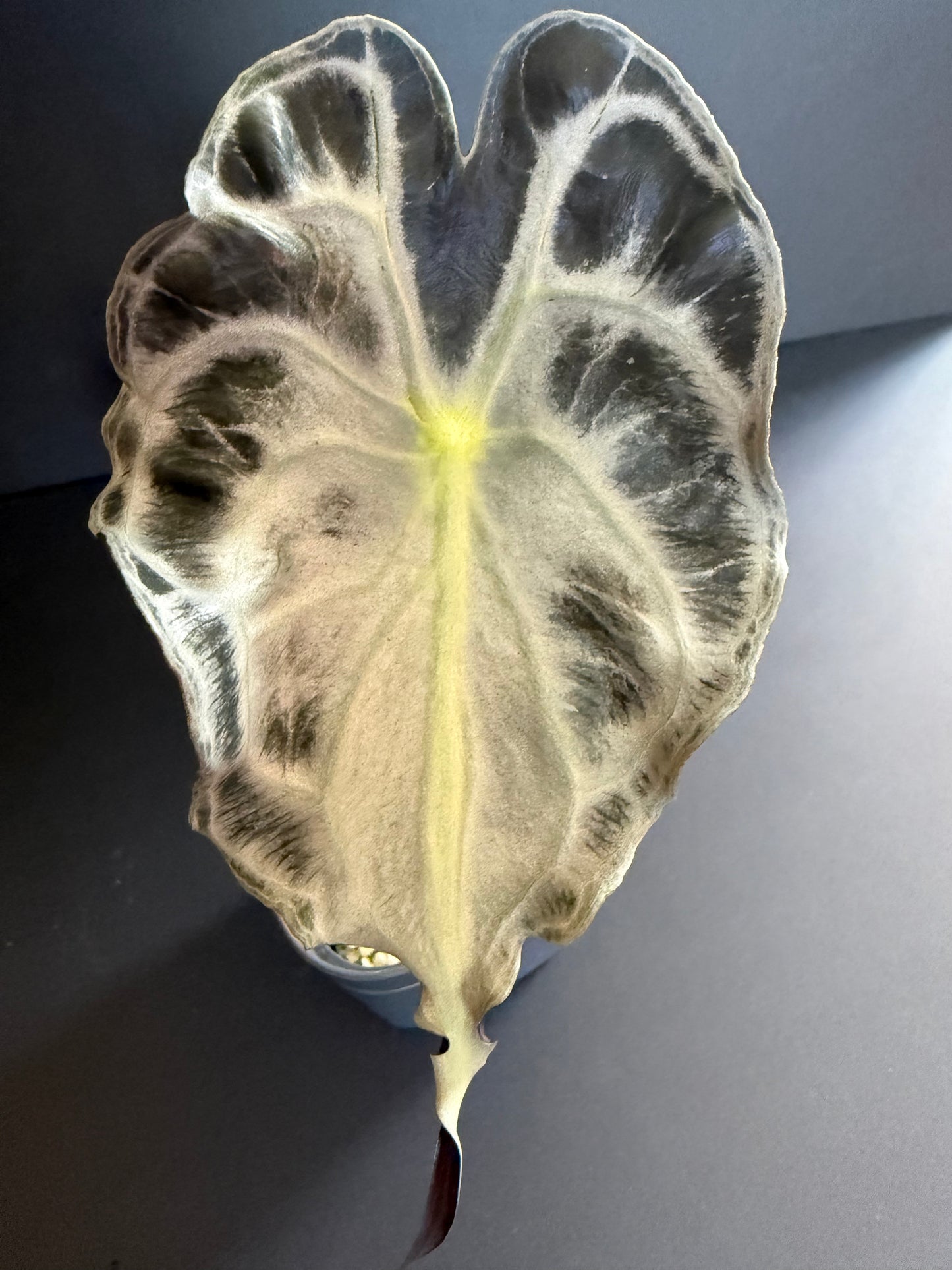 Alocasia Venom