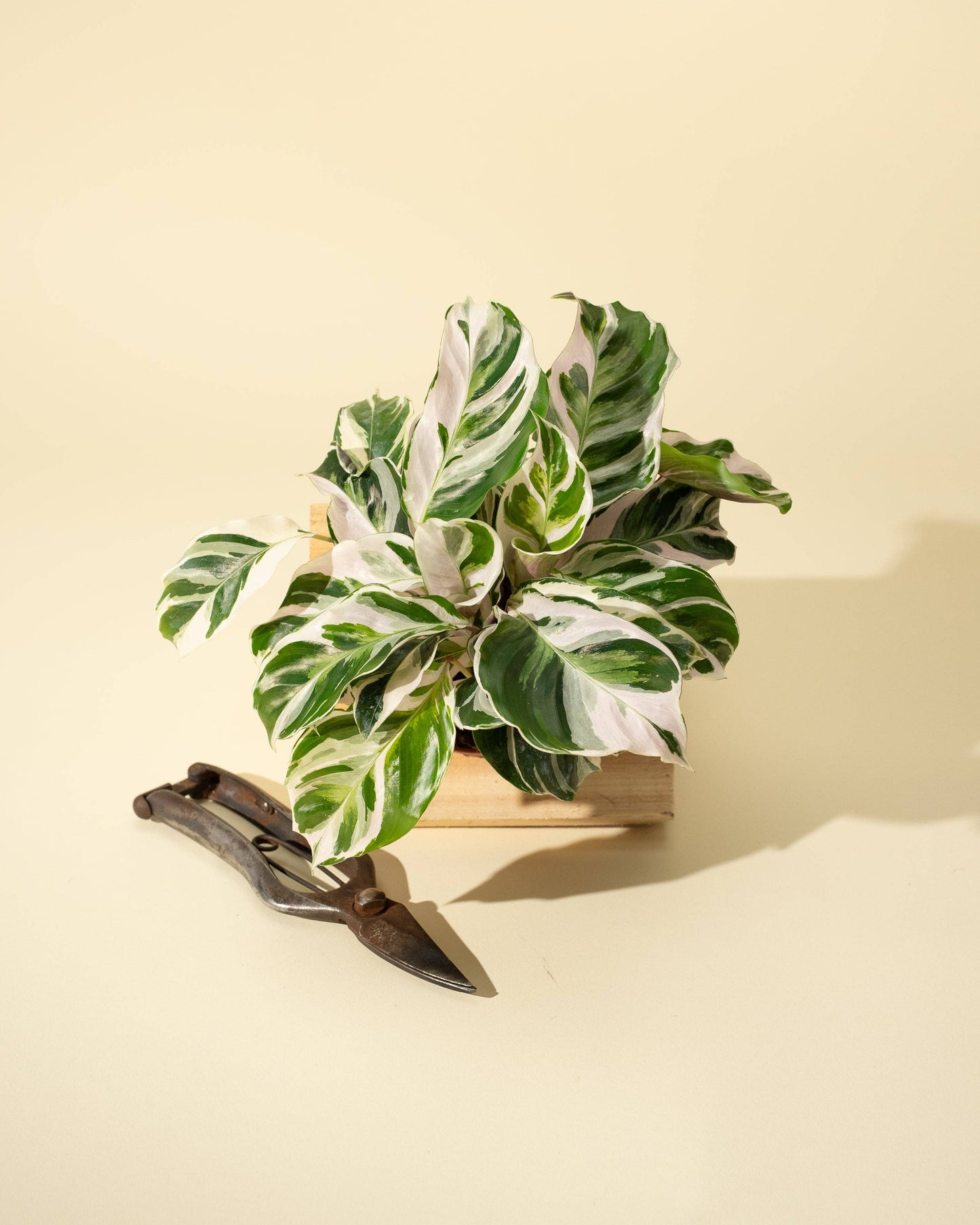 Calathea Fusion White