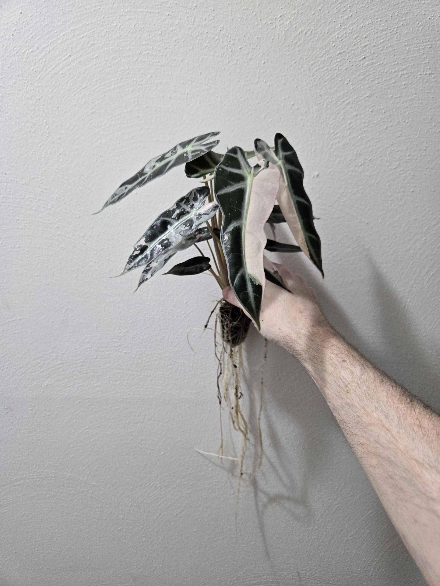 Alocasia Pink Bambino