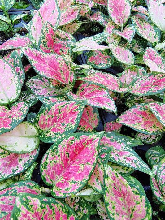Aglaonema Red Beauty - Starter Size