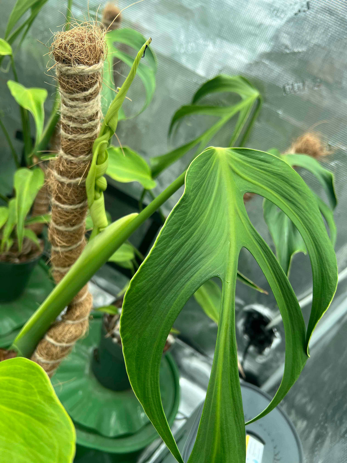 Monstera Burle Marx Flame: Small