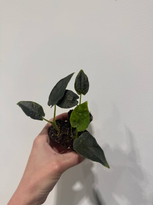 Alocasia Antoro Velvet Starter
