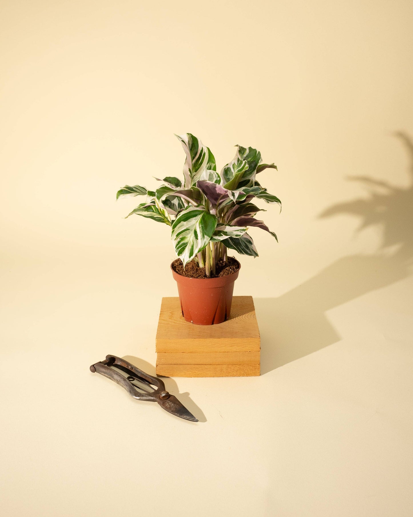 Calathea Fusion White