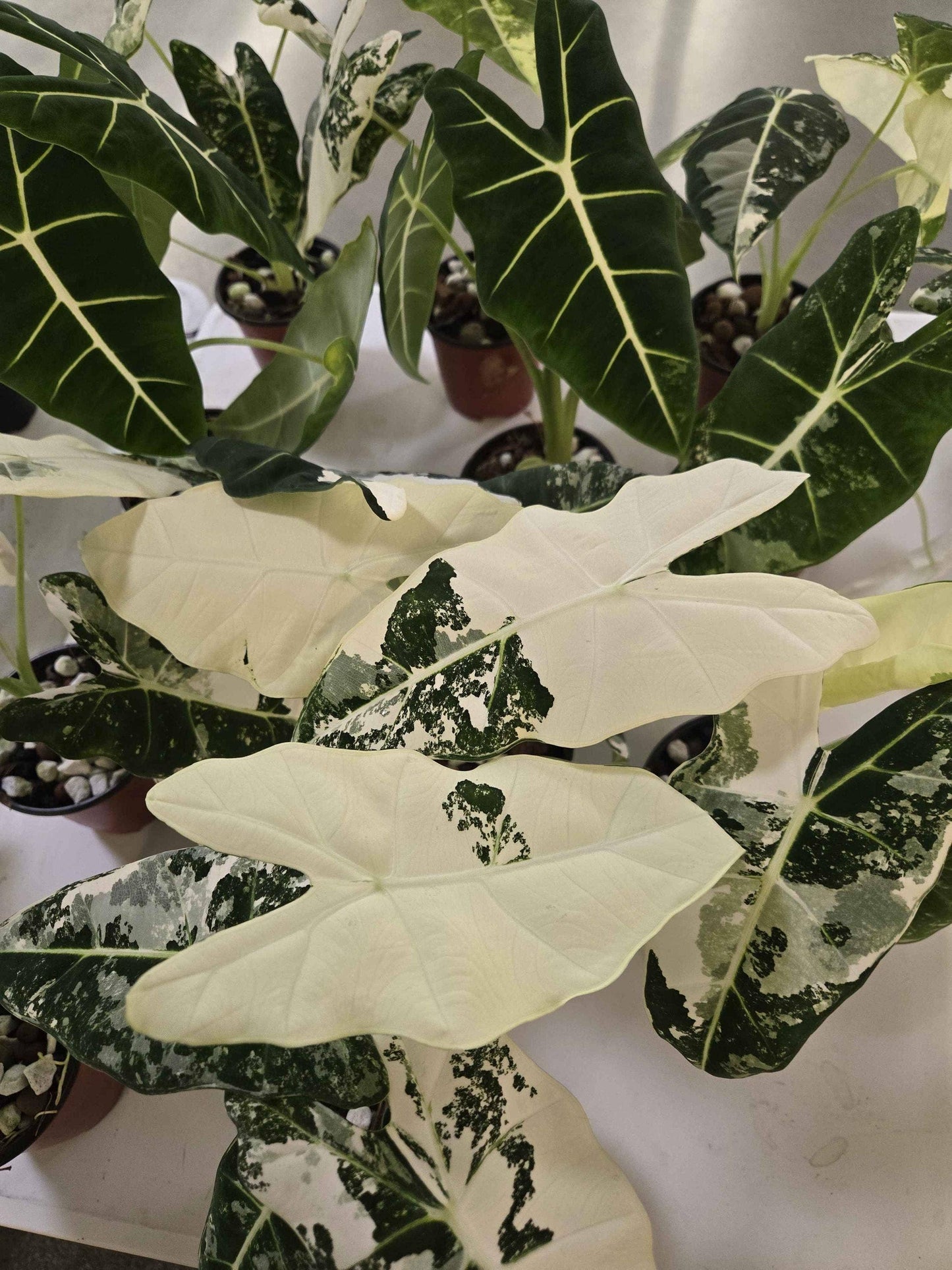Alocasia Frydek