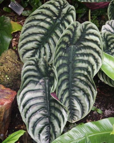 Alocasia Cuprea - Starter Size