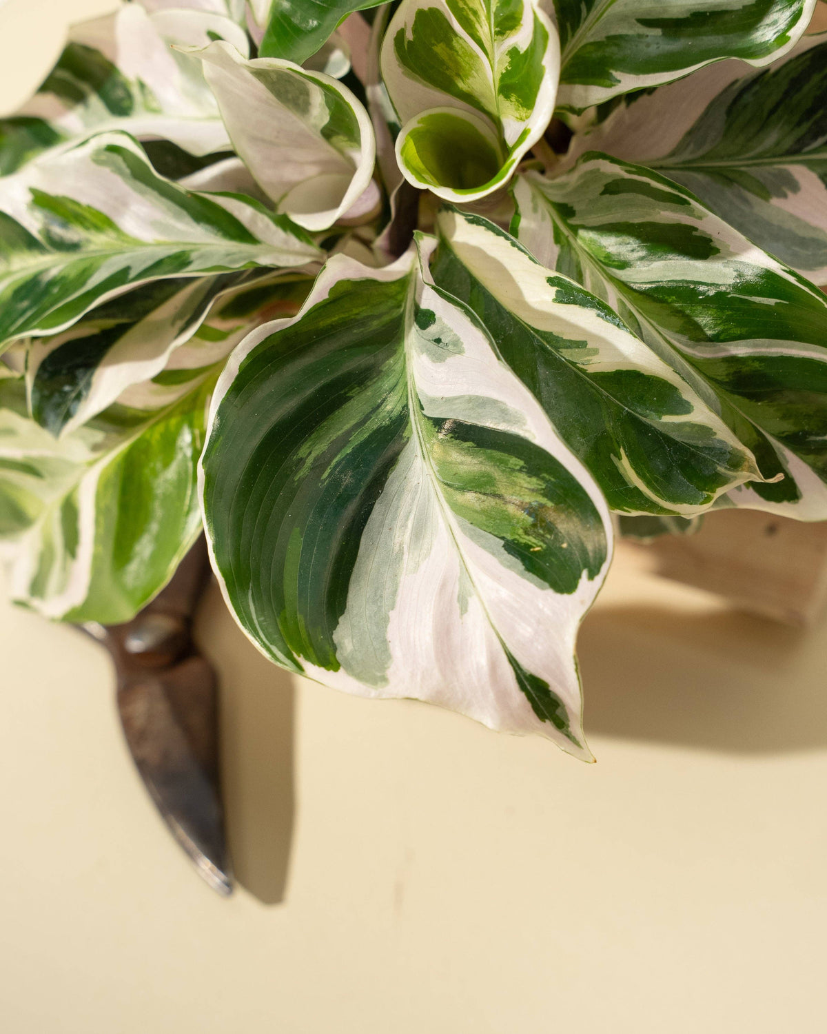 Calathea Fusion White