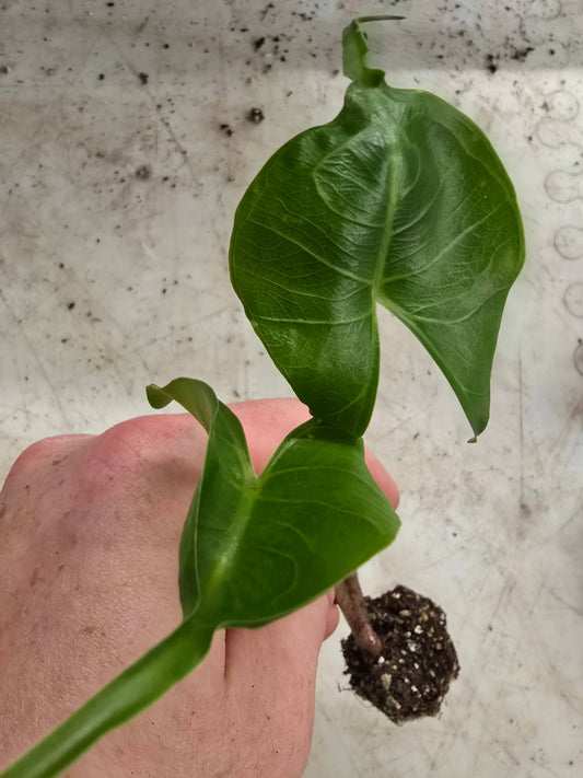Alocasia Stingray Starter