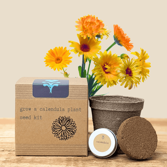 Calendula Beginner Grow Kit, photo 1
