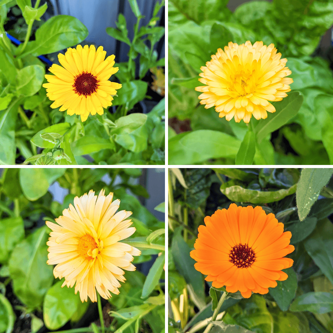 Calendula Beginner Grow Kit, photo 2