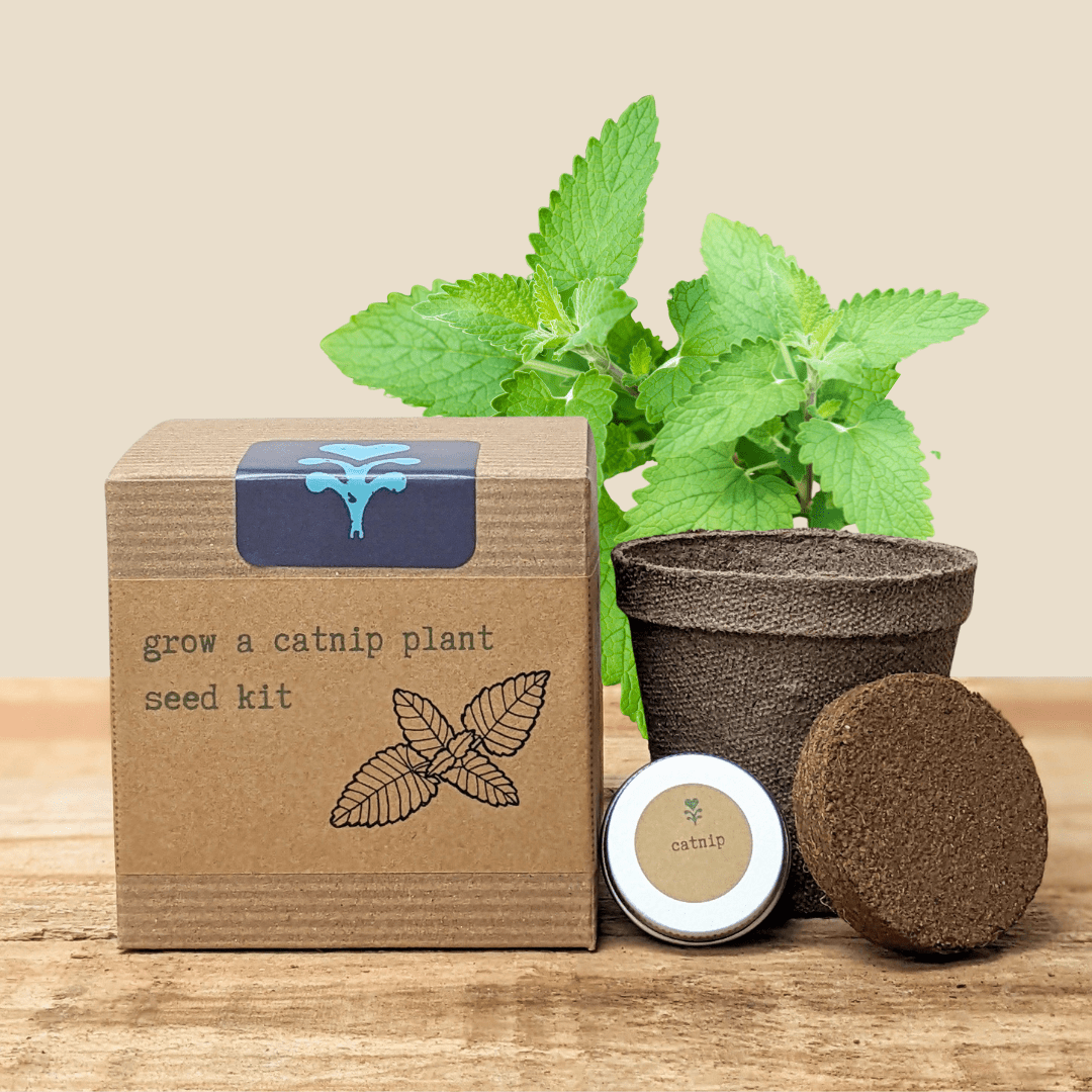 Catnip Beginner Grow Kit, photo 1
