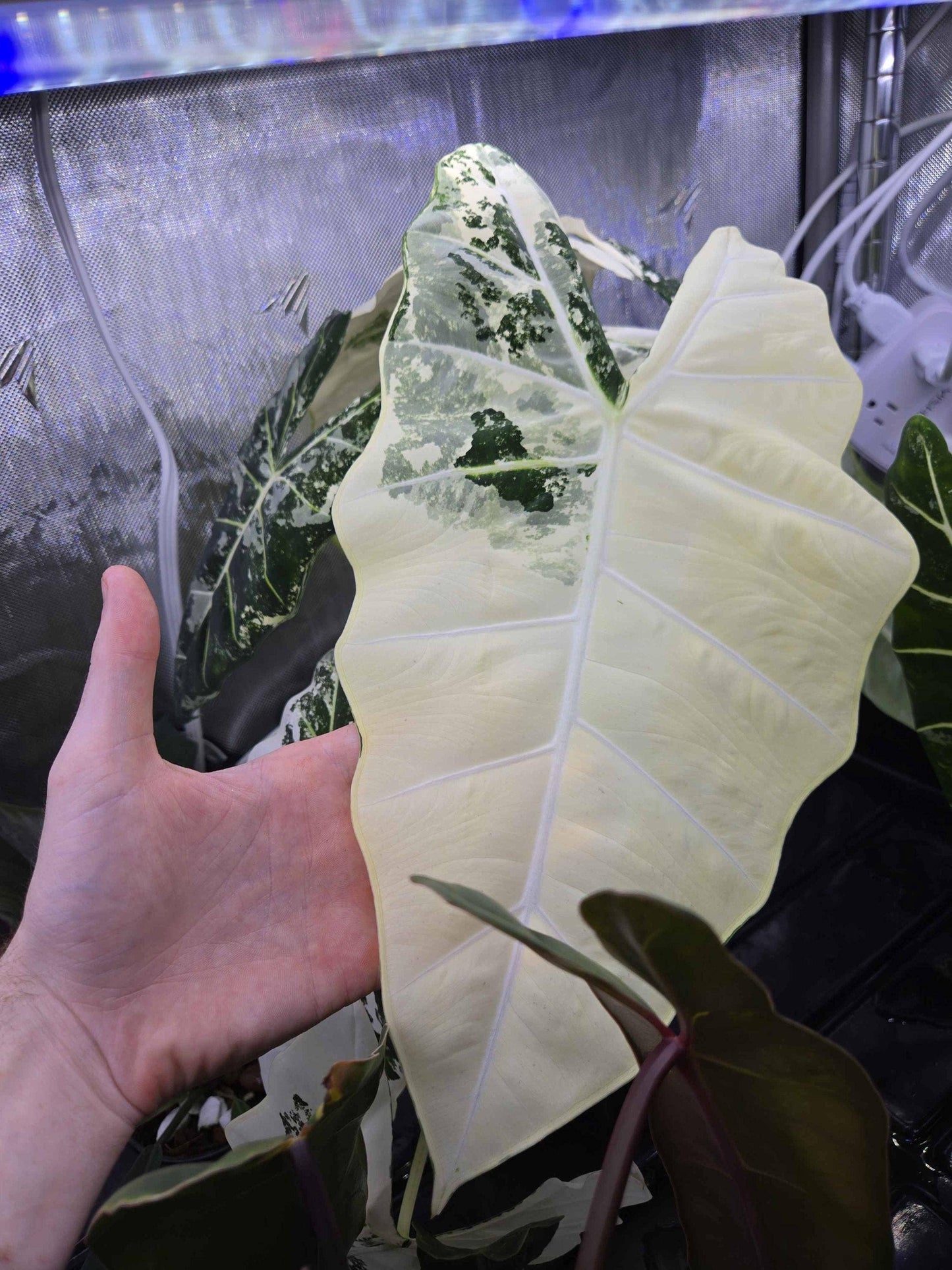 Alocasia Frydek