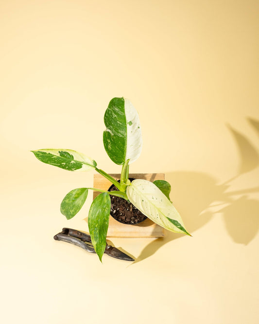 4" Philodendron 'Jose Buono Fiesta'