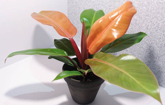 Philodendron Prince of Orange - Starter Size