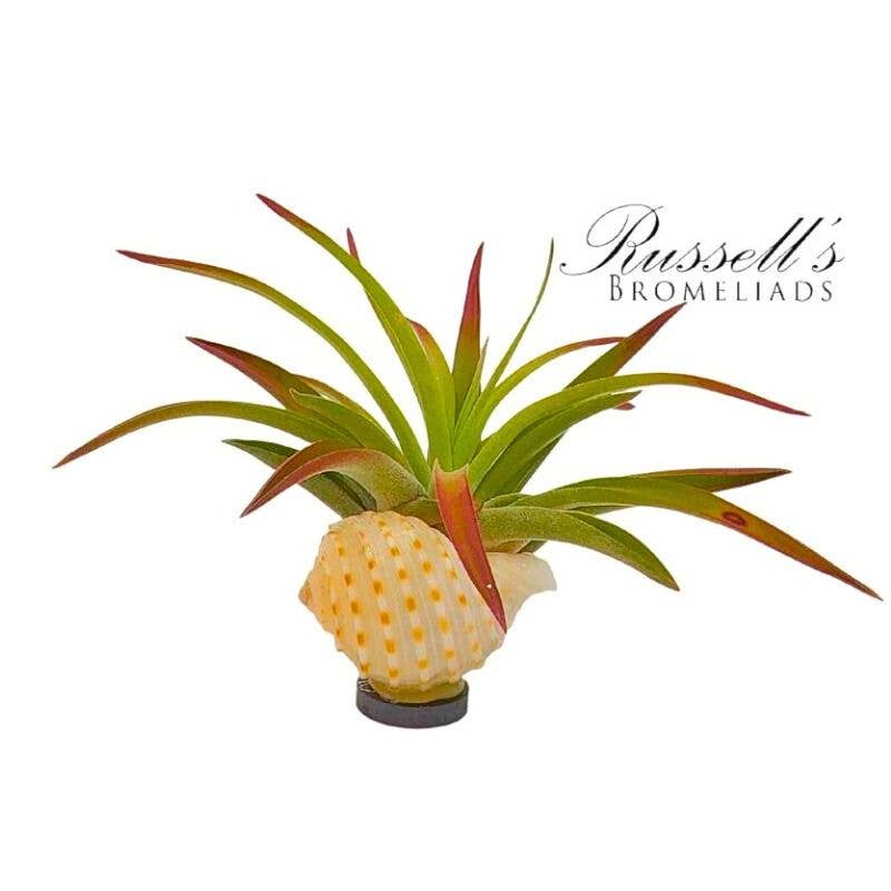 Magnet Shell with Air Plant