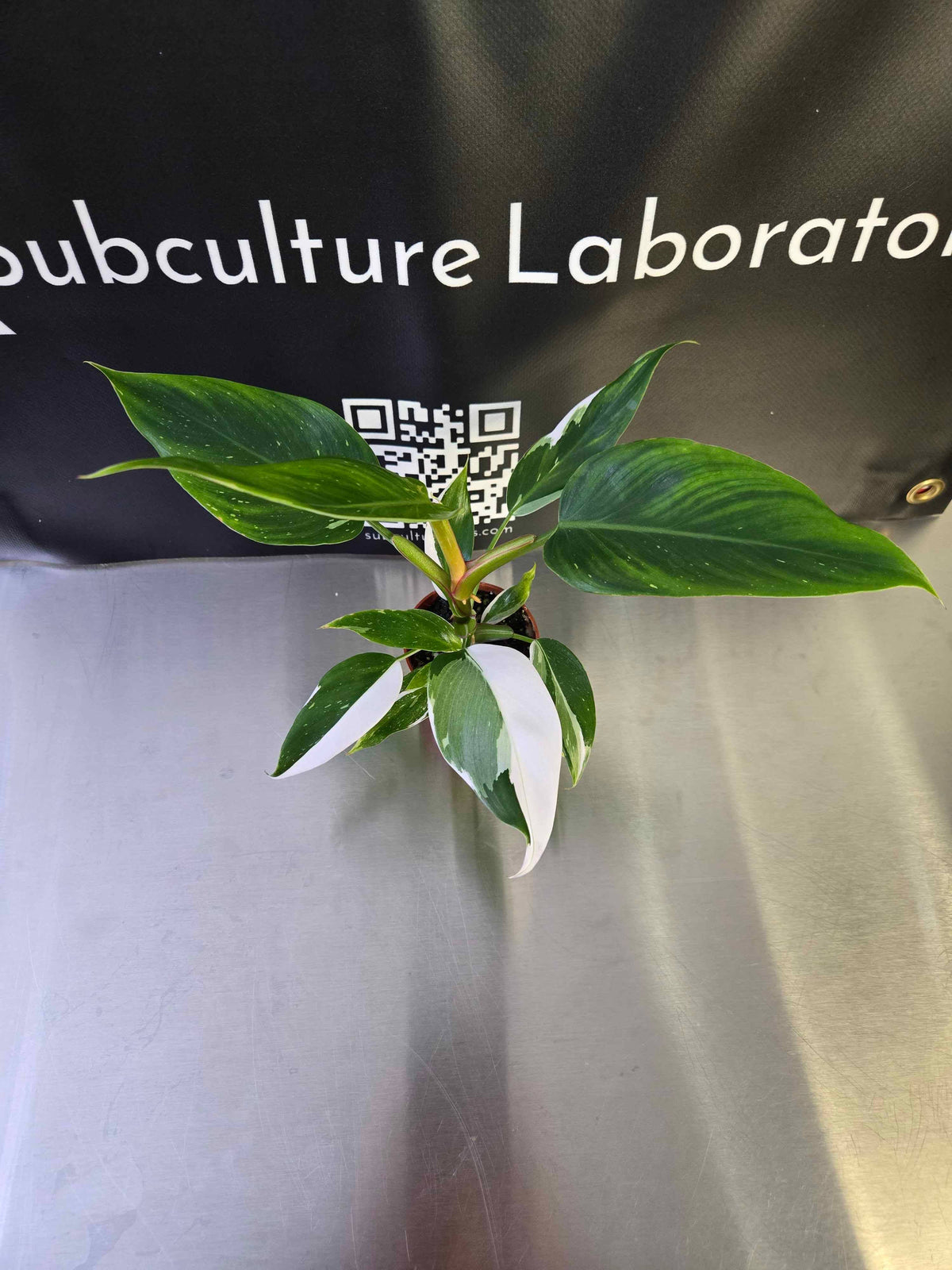Philodendron White Princess