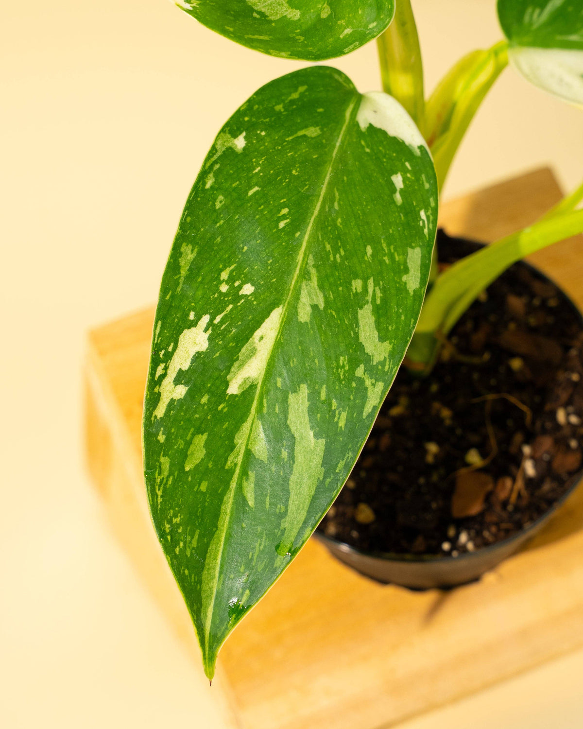 4" Philodendron 'Jose Buono Fiesta'