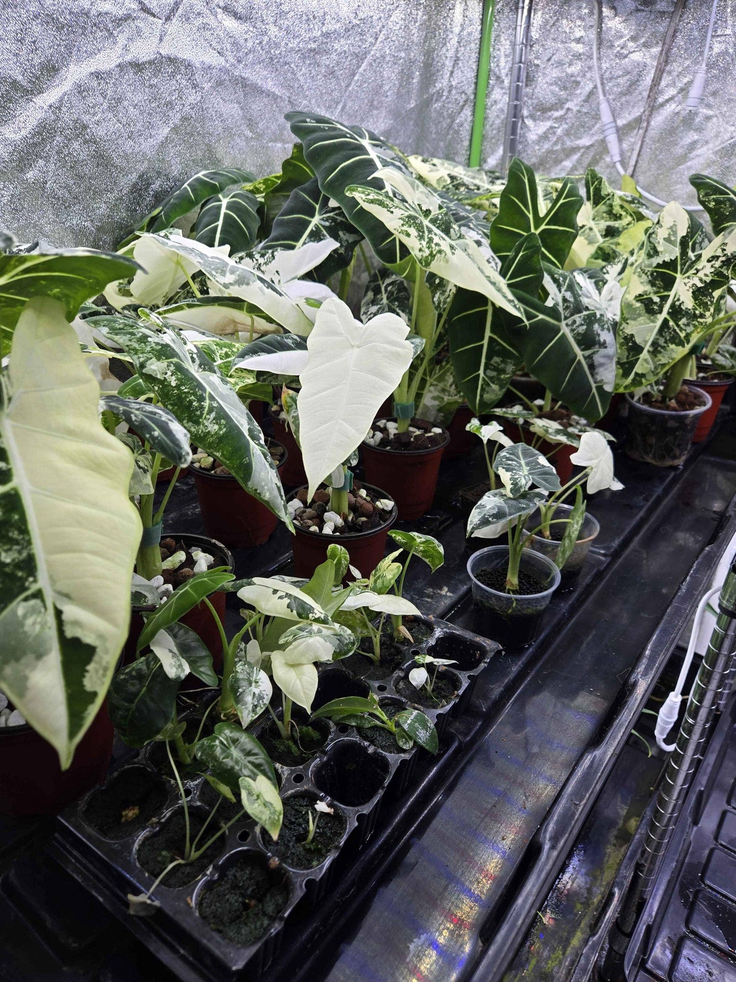 Alocasia Frydek