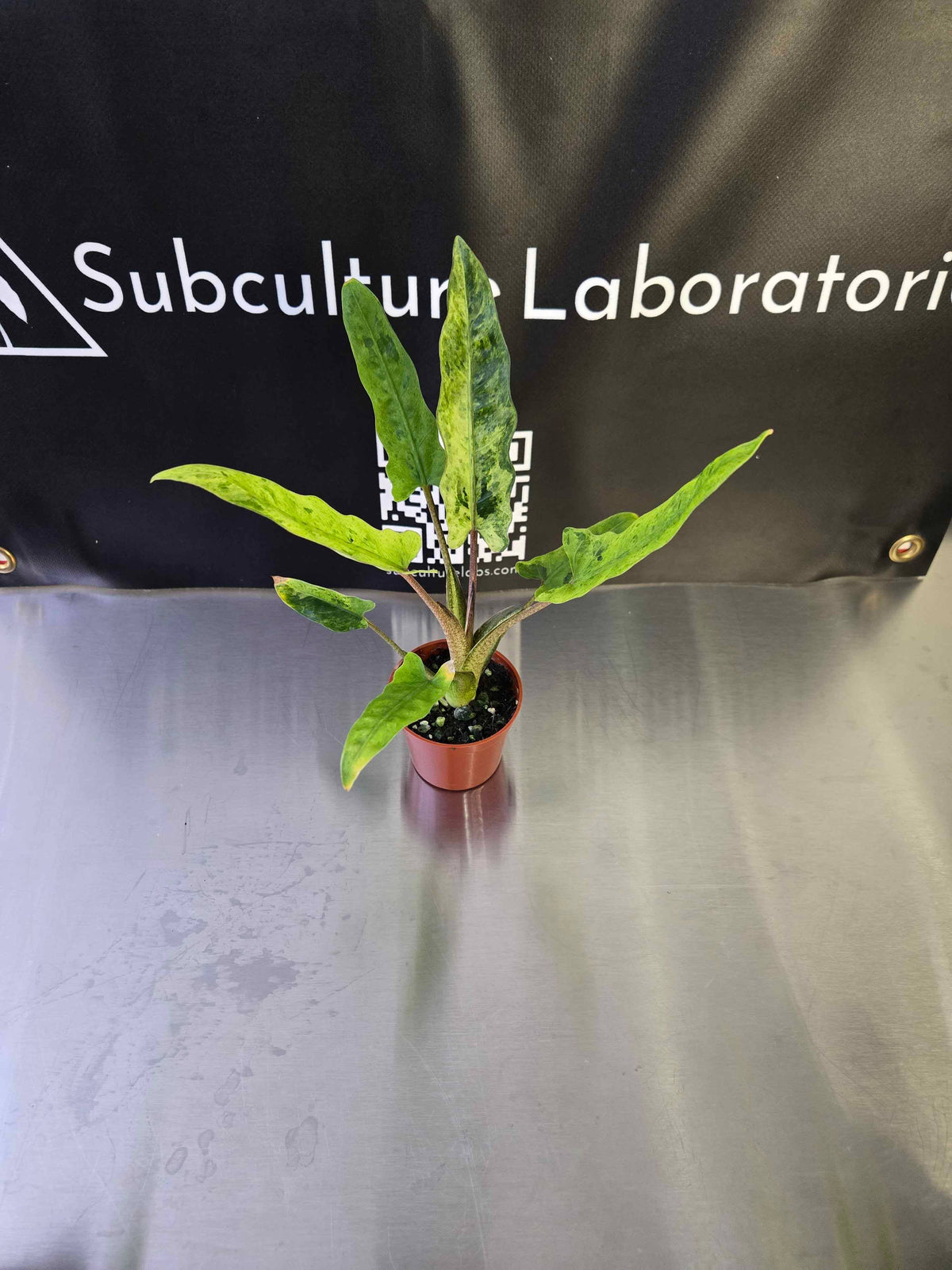 Alocasia Lauterbachiana Mint