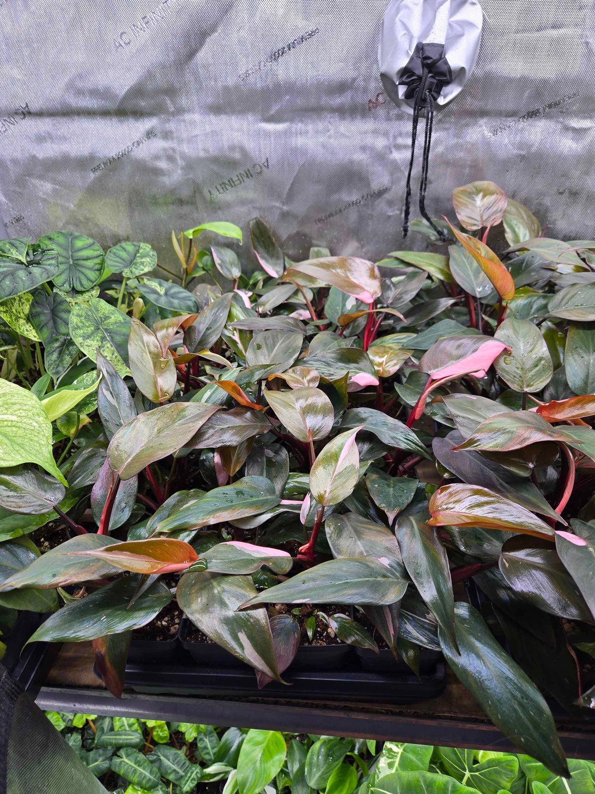 Philodendron Pink Princess