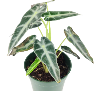 Alocasia Dwarf Amazonica - Starter Size