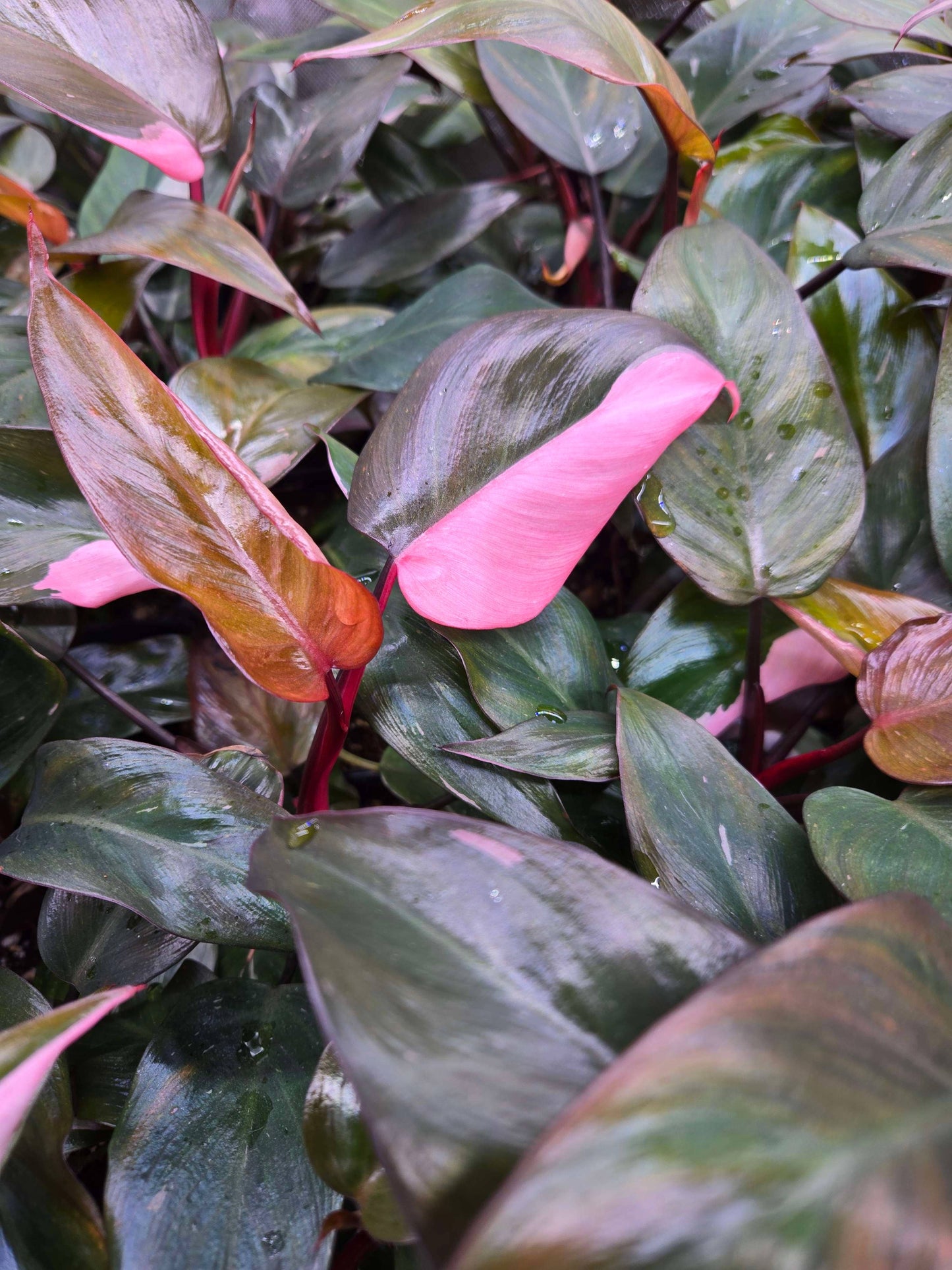 Philodendron Pink Princess