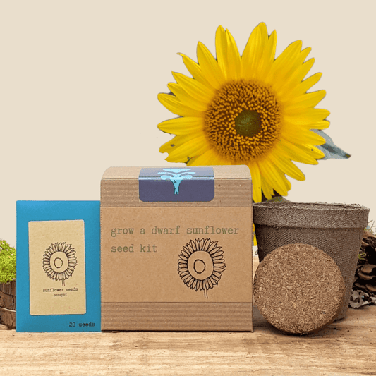 Dwarf Sunflower Beginner Grow Kit, photo 1