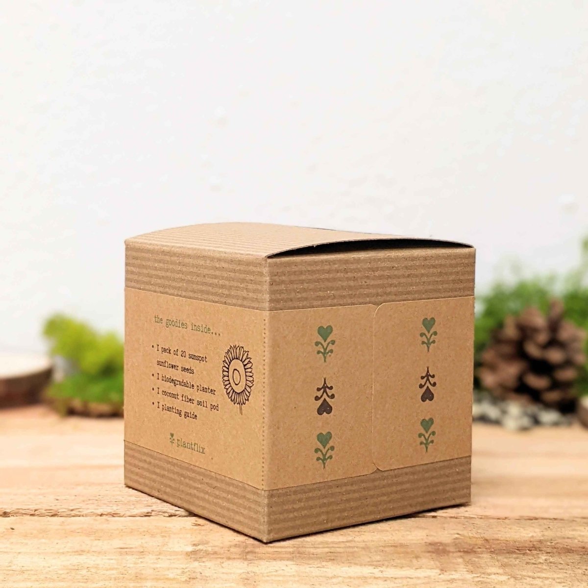 Dwarf Sunflower Beginner Grow Kit, photo 4