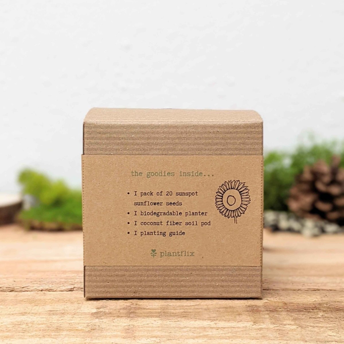 Dwarf Sunflower Beginner Grow Kit, photo 5