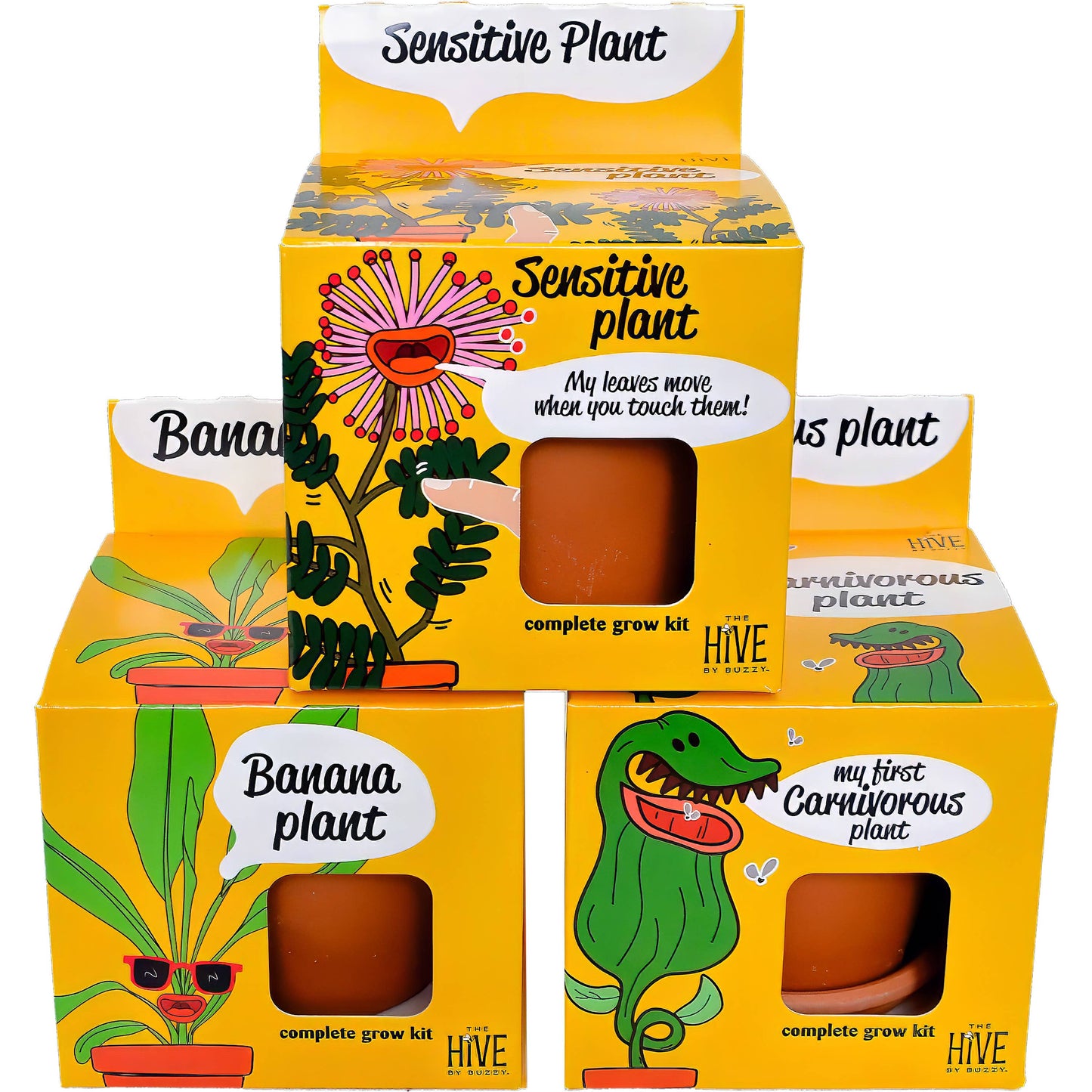Sensitive Plant Grow Kit- Mimosa Pudica