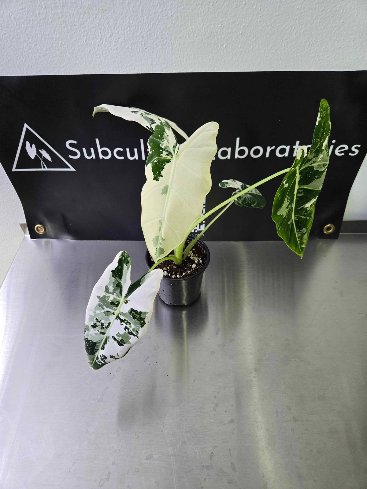 Alocasia Frydek