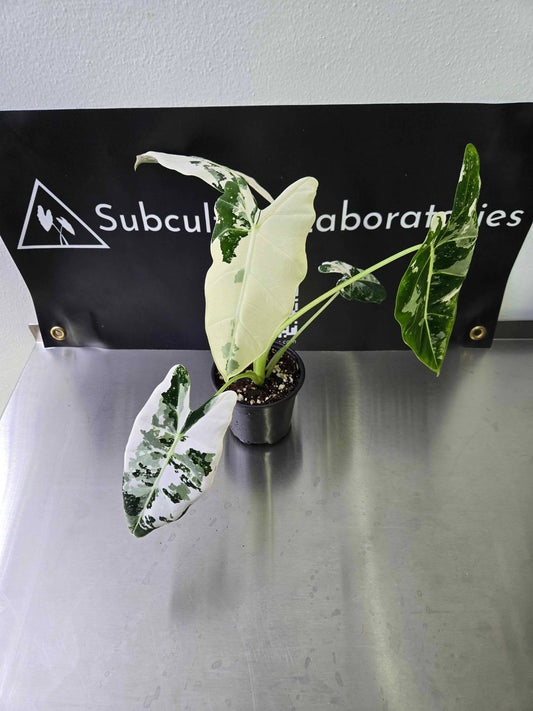 Alocasia Frydek