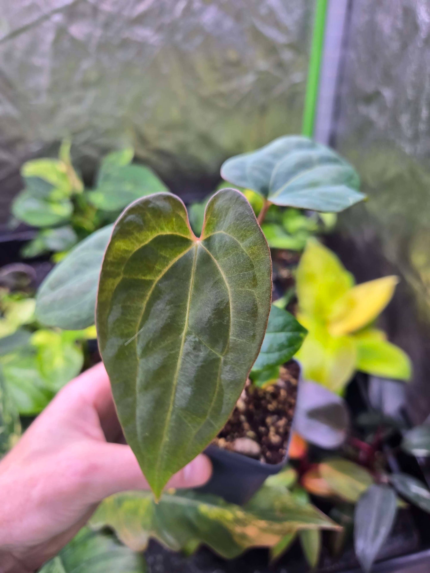 Anthurium Dark Phoenix
