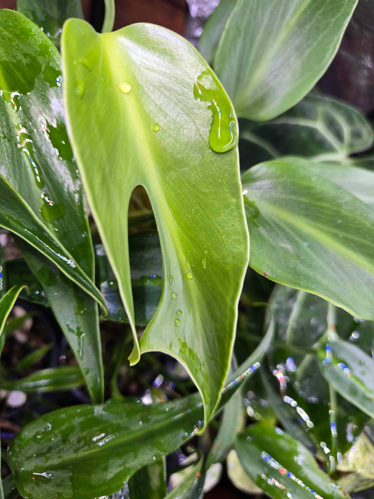 Monstera Burle Marx Flame: Small