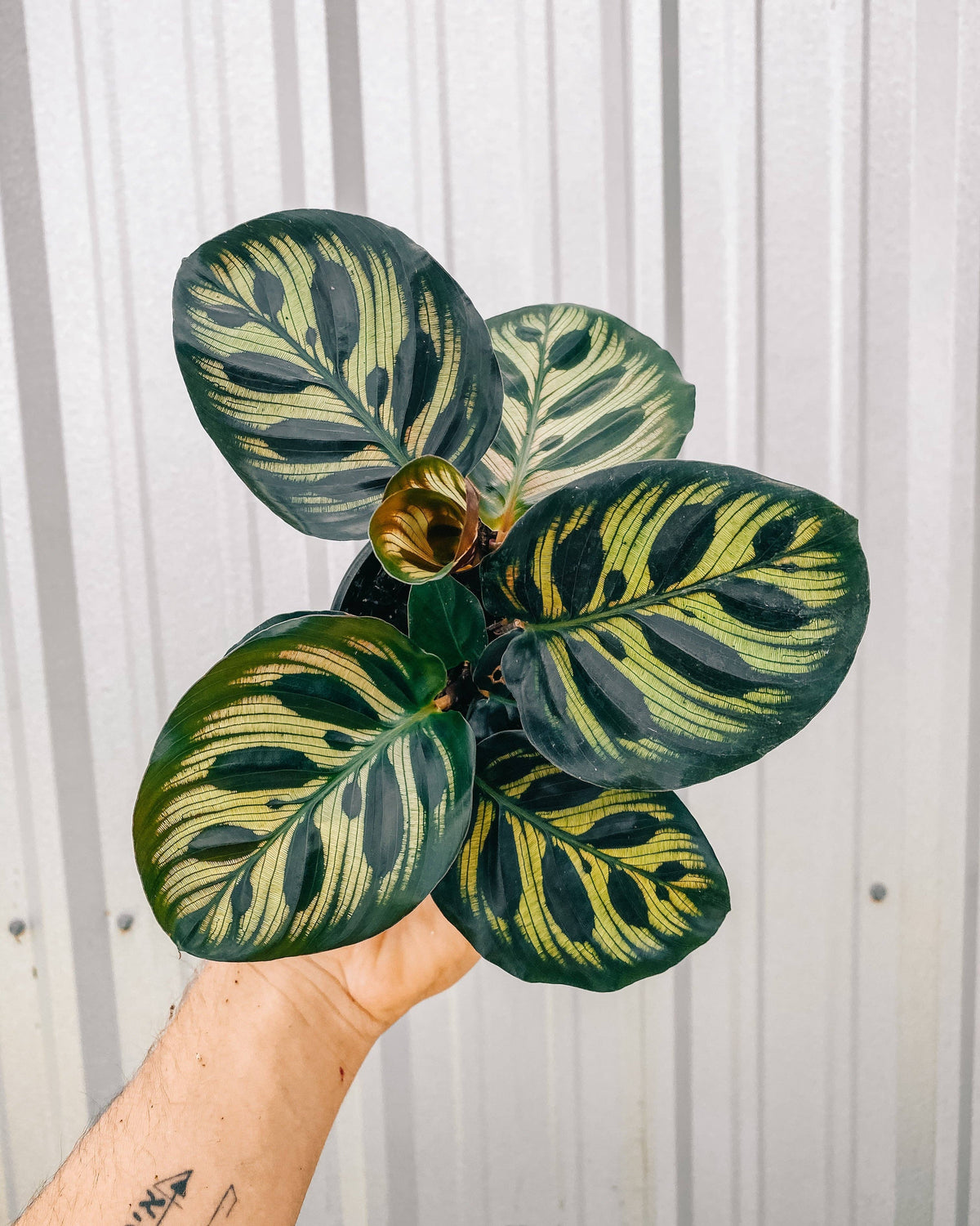 Calathea Makoyana