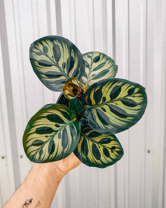 Calathea Makoyana