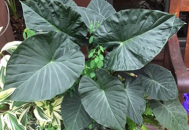 Alocasia Regal Shield - Starter Size