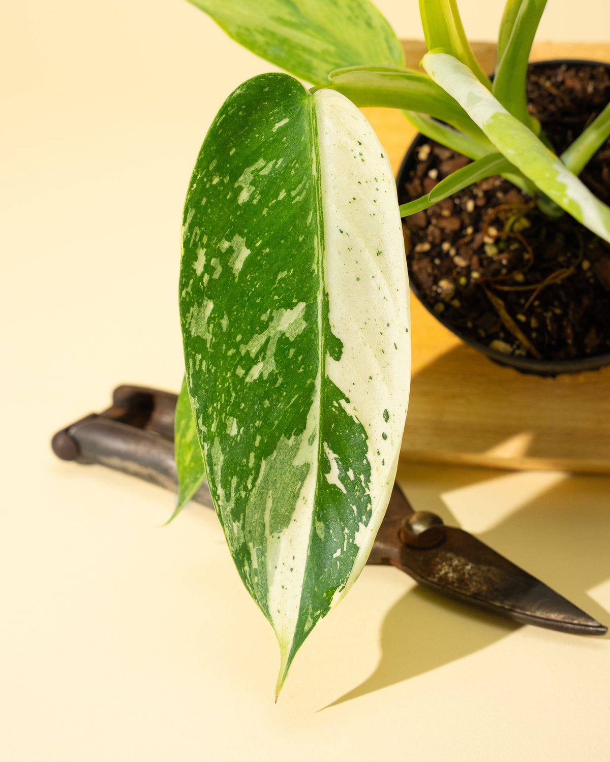 4" Philodendron 'Jose Buono Fiesta'