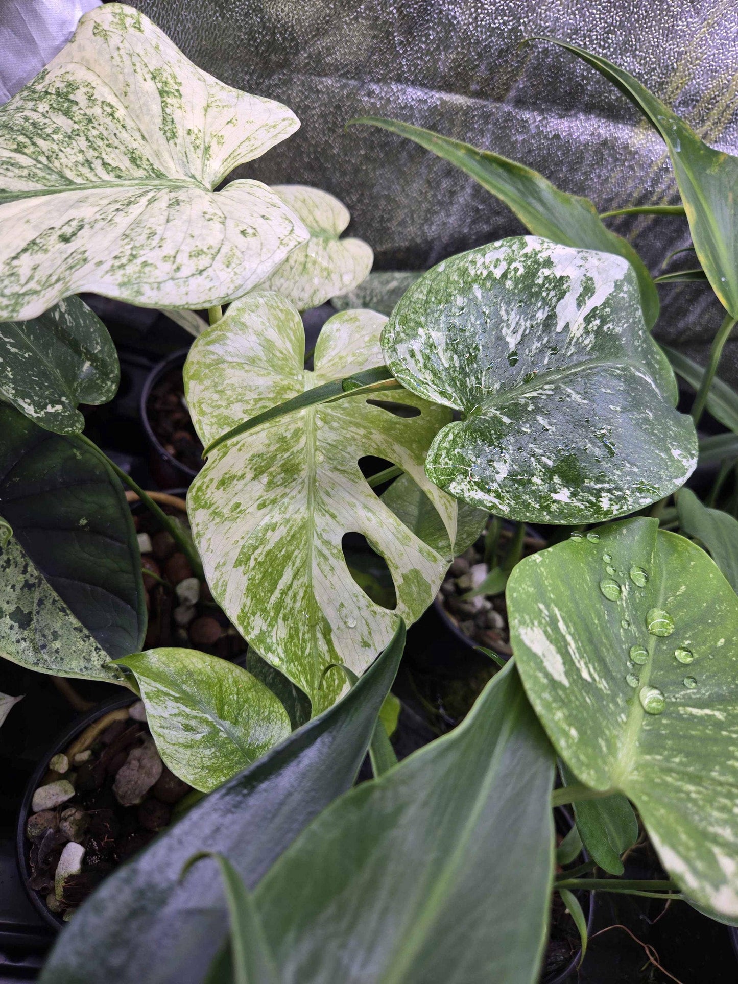 Monstera White Monster