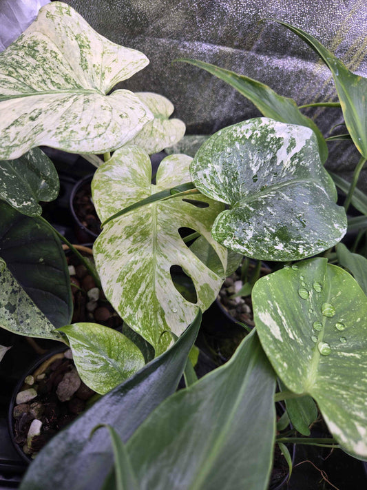 Monstera White Monster