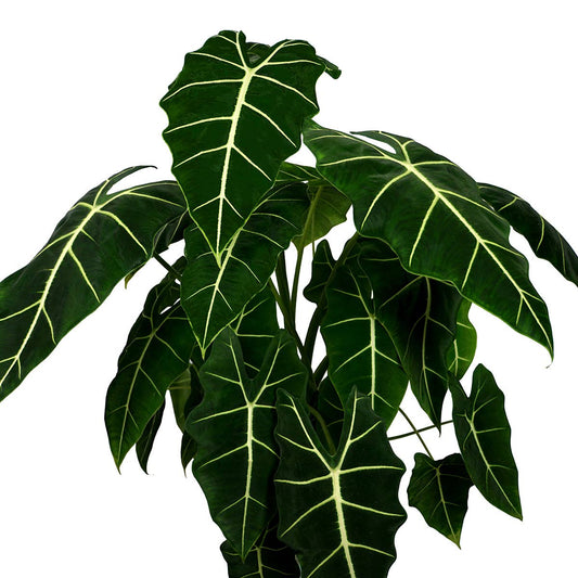 Alocasia Frydek Velvet Elvis - Starter Size