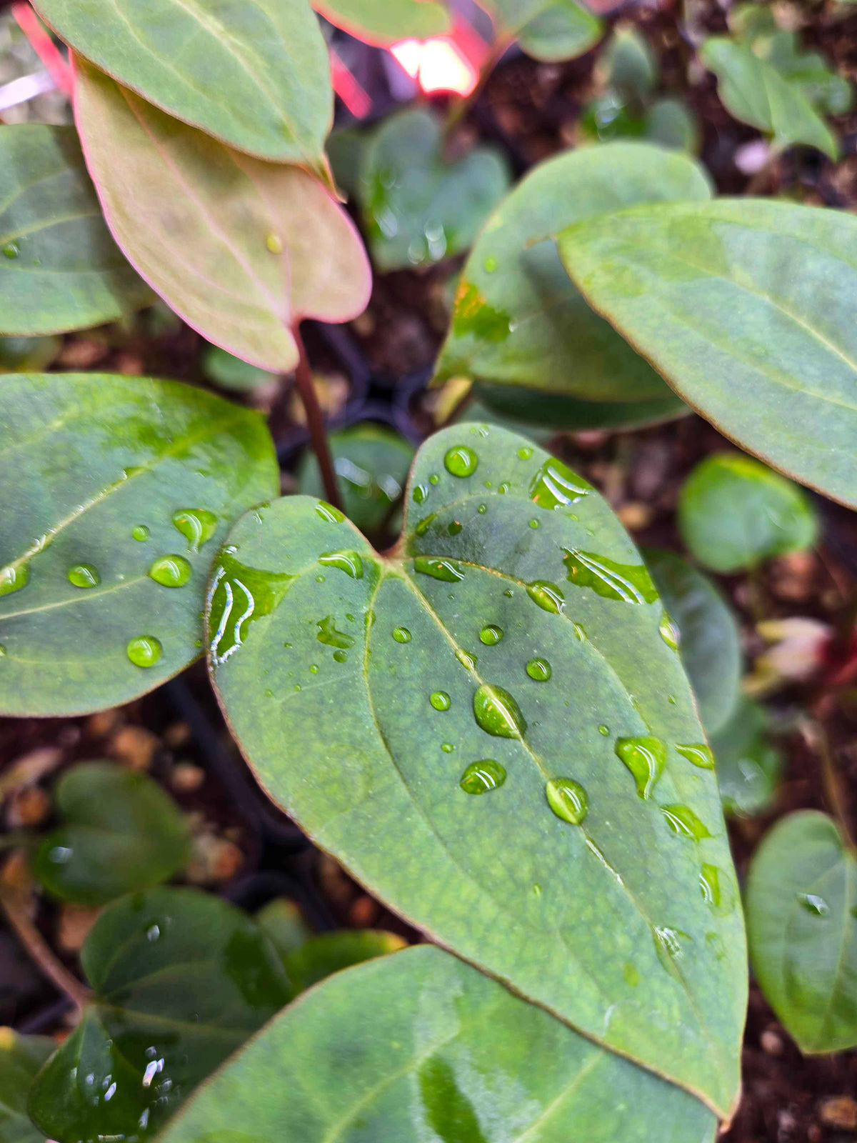 Anthurium Dark Phoenix