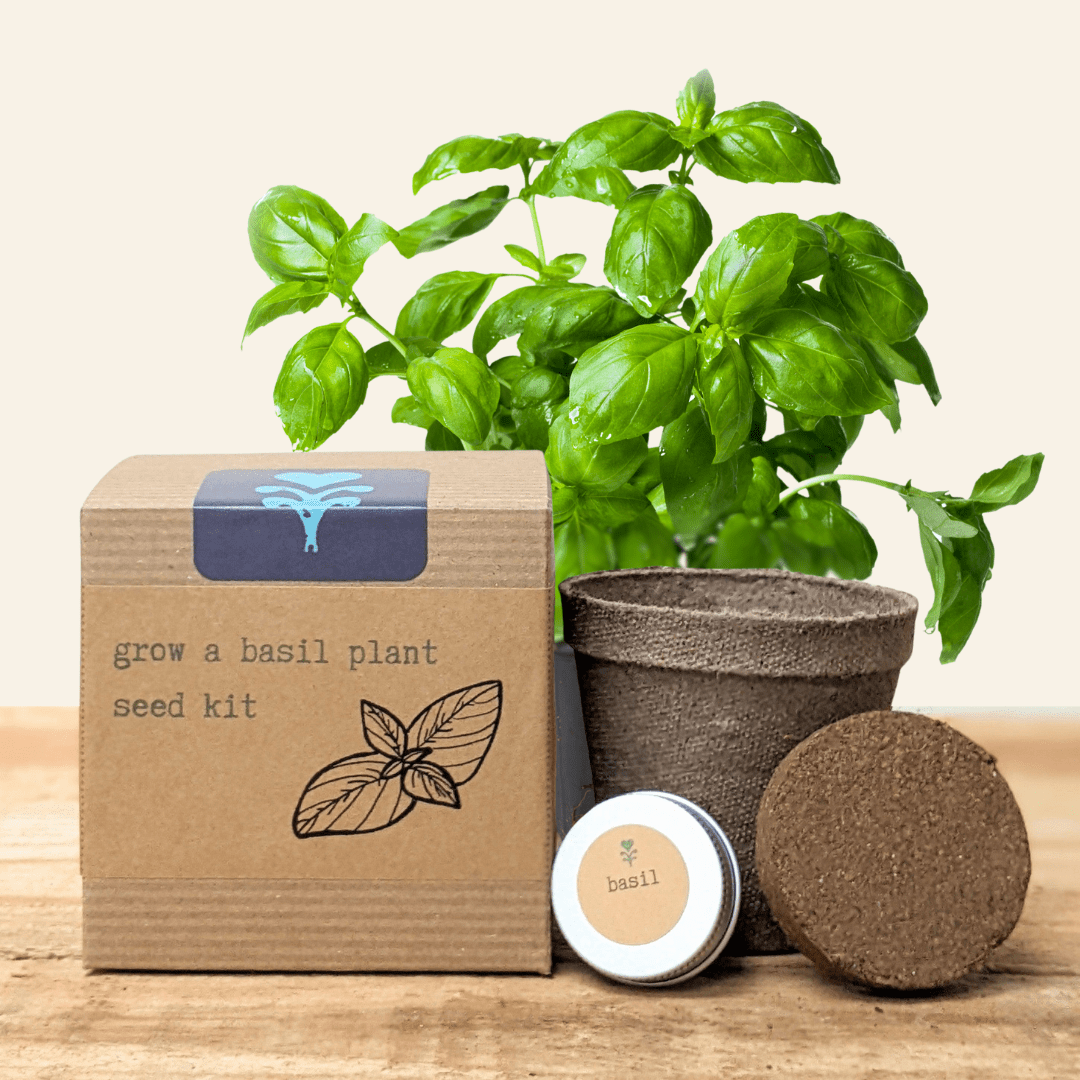Grow a Basil Plant Seed Kit, photo 1