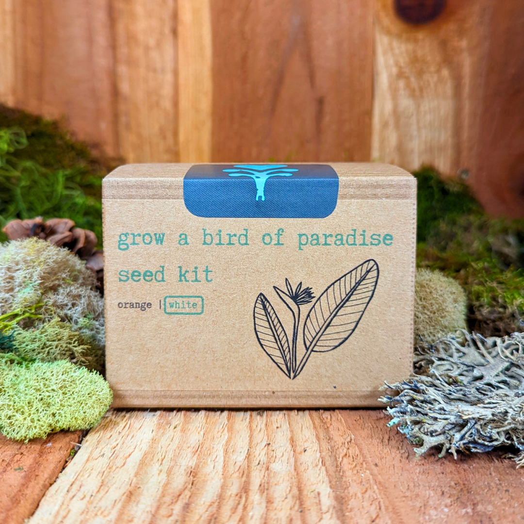 Grow a Bird of Paradise Plant Seed Kit, photo 3