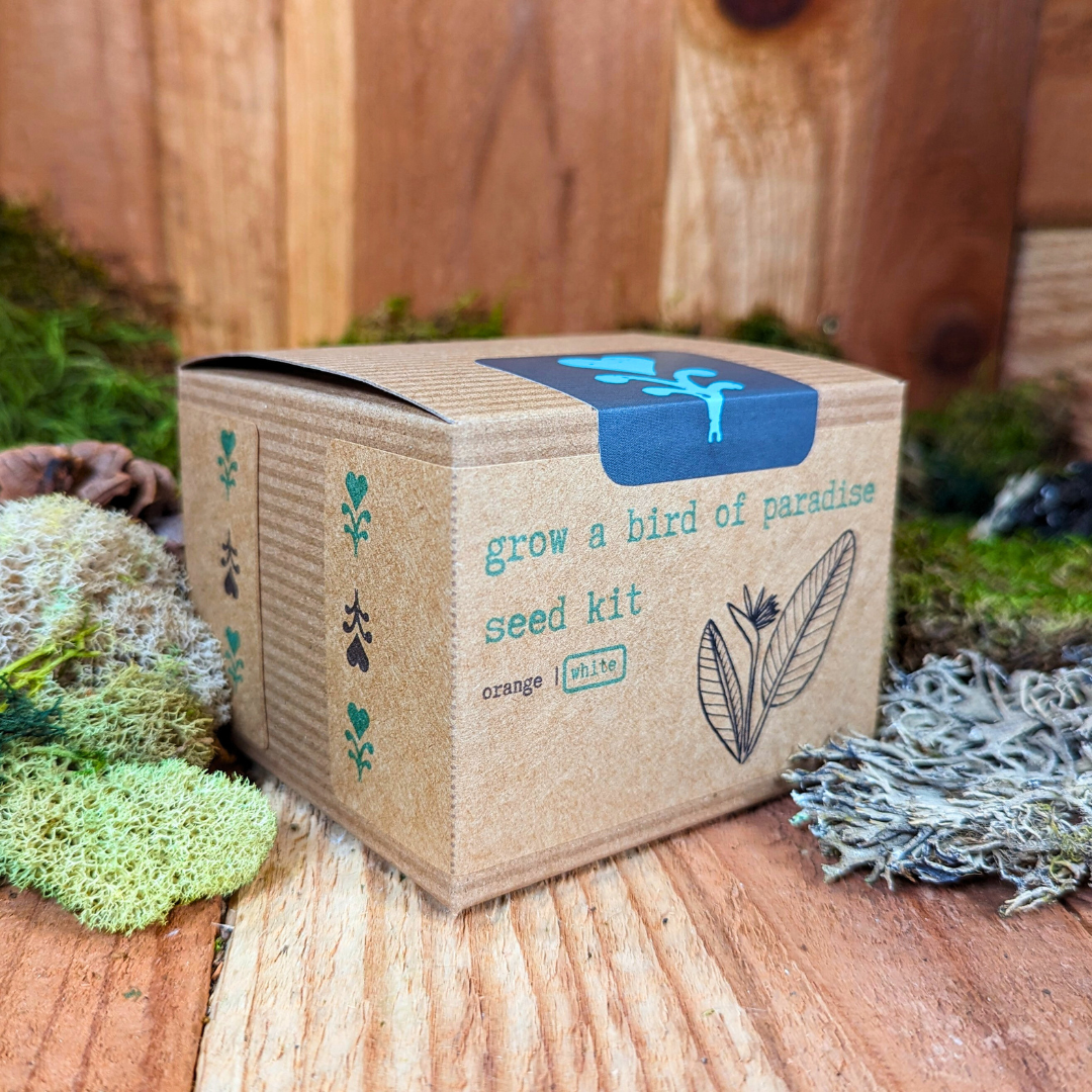Grow a Bird of Paradise Plant Seed Kit, photo 4