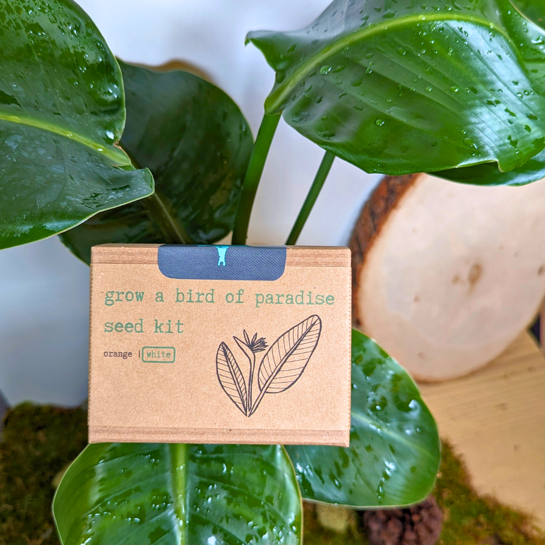 Grow a Bird of Paradise Plant Seed Kit, photo 1