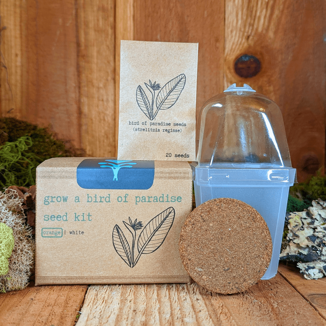 Grow a Bird of Paradise Plant Seed Kit, photo 6