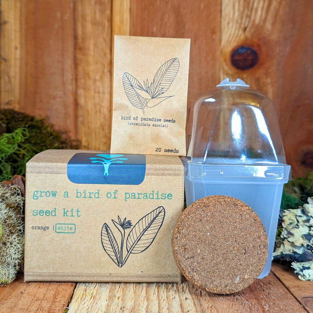 Grow a Bird of Paradise Plant Seed Kit, photo 2